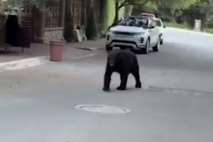 《太阳报》报道：前马竞前锋科雷亚抱女儿出门时偶遇熊。